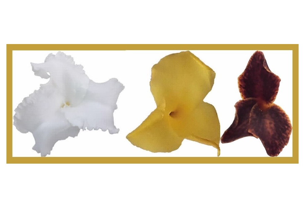 Etude des parfums de Tillandsia crocata, xiphioides et caliginosa